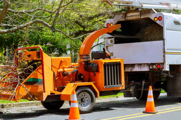 Best Tree and Shrub Care  in Taft Heights, CA